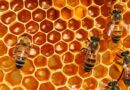 Abejas y apicultores, afectados por las altas temperaturas
